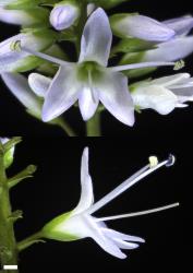 Veronica ligustrifolia. Flowers. Scale = 1 mm.
 Image: P.J. Garnock-Jones © P.J. Garnock-Jones CC-BY-NC 3.0 NZ